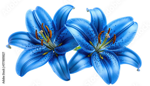 Two blue lilies, detailed petals, prominent stamen