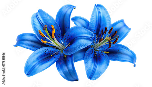 Two vibrant, close-up blue lilies show stamens against black