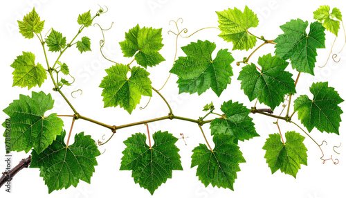 Green grape vine branch with leaves isolated on black background