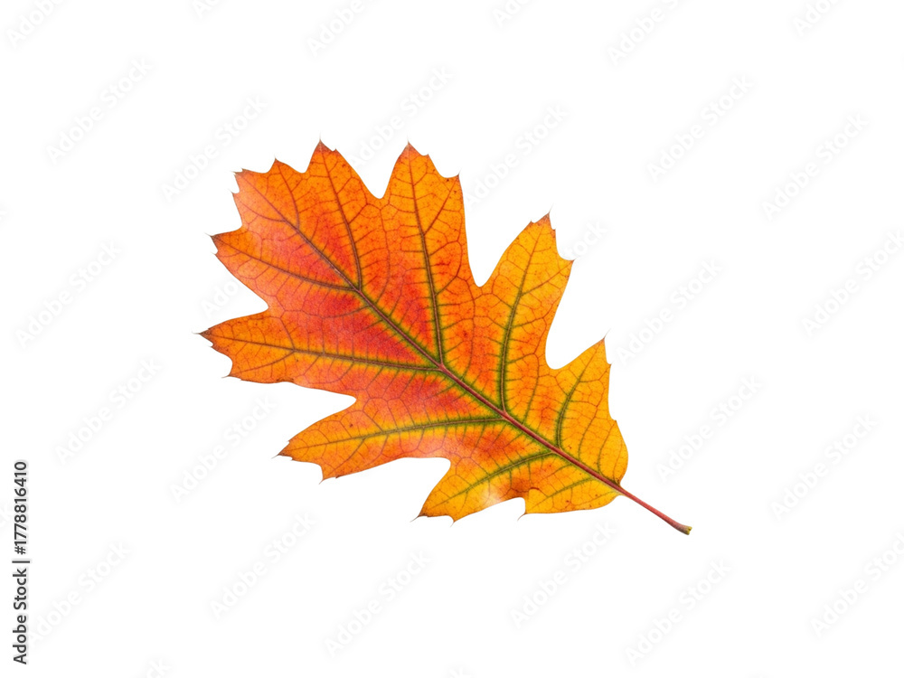 Fototapeta premium Top view autumn oak leaf isolated on white background.