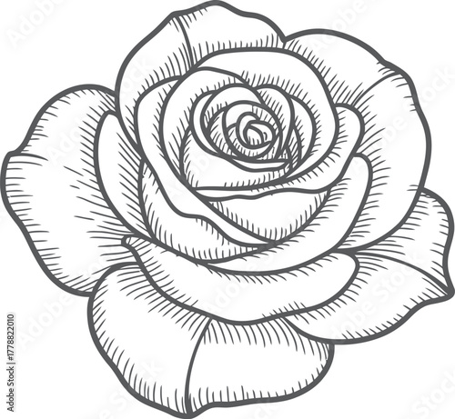 Hand-Drawn Rose Sketch, Detailed Flower Illustration, Elegant Rose Design, Floral Art, Nature Drawing