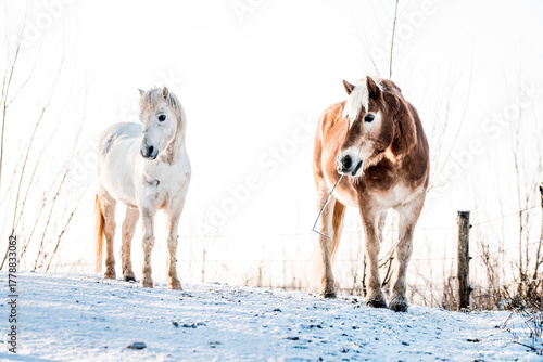 Two horses, one white and one chestnut, standing together in a snowy winter field with a bright overexposed sky, creating a serene rural scene full of natural beauty and calmness
