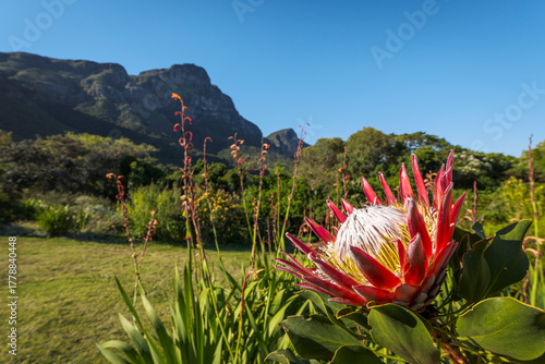 Cape Town, Western Cape, South Africa - October 21 2025. Vibrant King protea (Protea cynaroides) blooms in Kirstenbosch National Botanical Garden, framed by the iconic peaks of Table Mountain.
