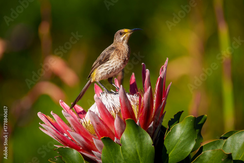 Foto A Cape sugarbird (Promerops cafer) feeding on a King protea (Protea cynaroides)