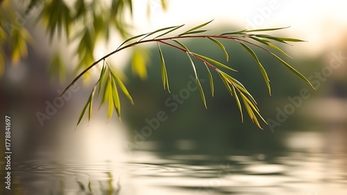 willow. A slender willow branch arching over calm water in morning light. gardening catalogs, home-decor guides, botanical posters, designed for home decor and floral branding, used by teachers.
