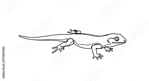 Lizard minimal wildlife vector line art illustration.