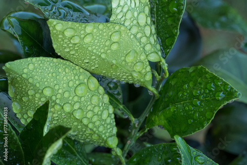 Hojas de un naranjo después de la lluvia