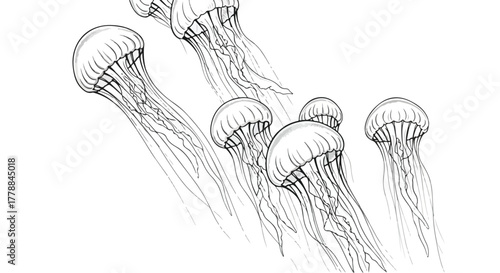 Jellyfish marine wildlife underwater detailed vector line art illustration.