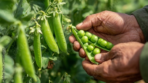 Hands holding green peas pod