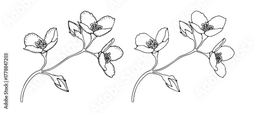 Outline of jasmine flowers branches isolated on white background. Hand drawn sketch of jasmine flower branches