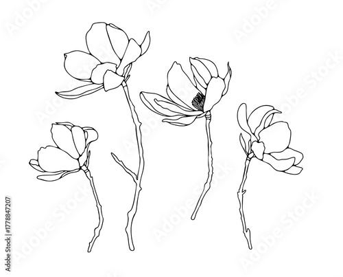 Hand drawn orchid flowers outline or sketch isolated on white background