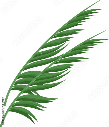Isolated green palm fronds vector illustration. Tropical leaves design element.