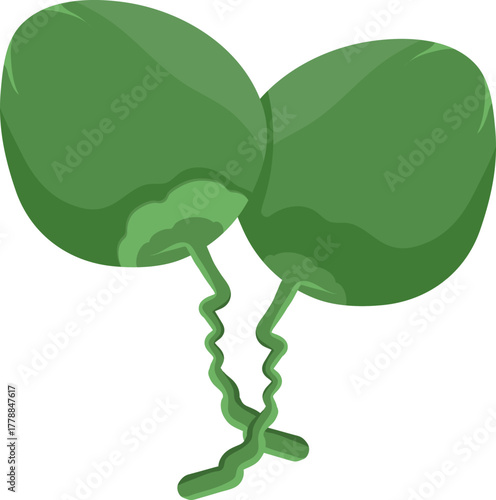 Two Fresh Green Coconuts Illustration on White Background