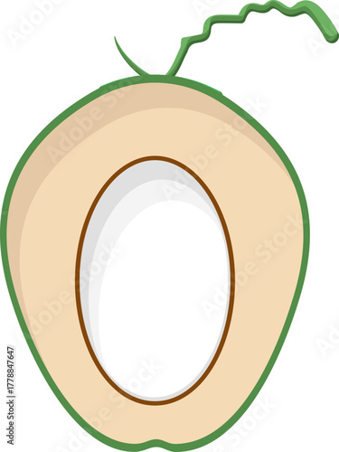 Fresh Young Coconut Half Cross-Section Illustration