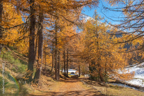 path crossing an alpine forest with larch trees  in beautiful golden colors  ...