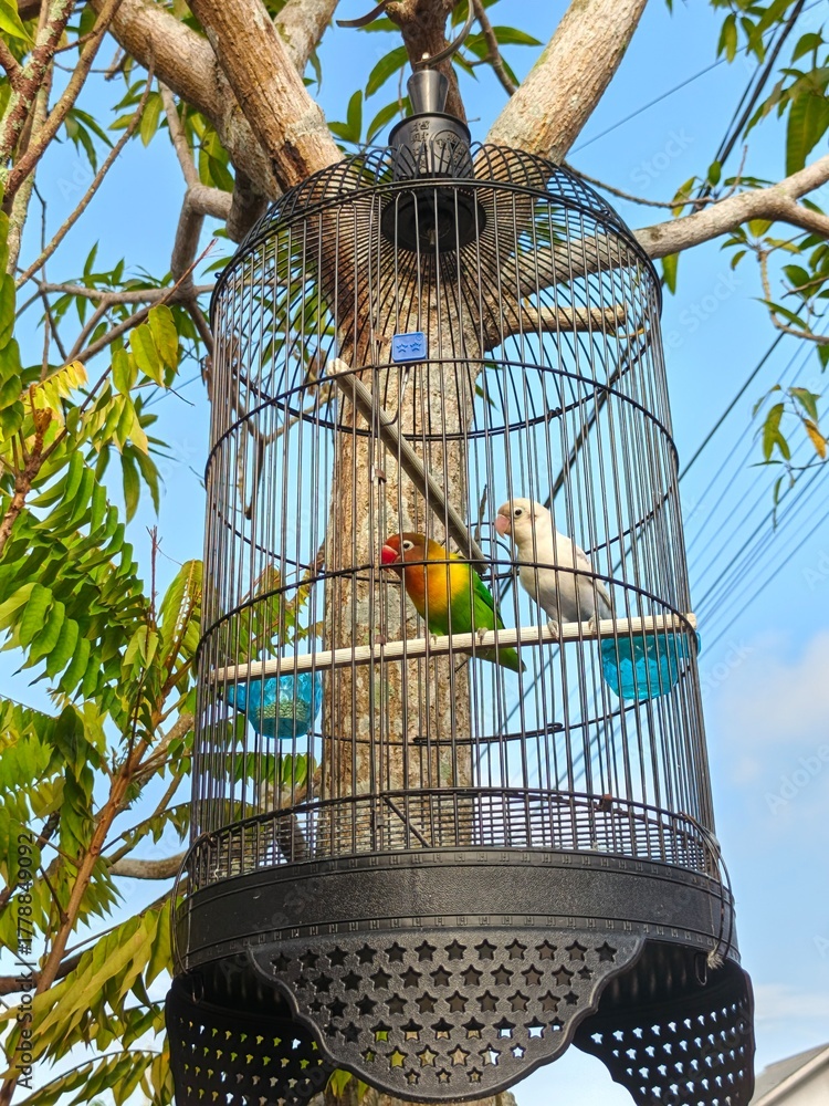Obraz premium Colorful lovebirds sitting inside a hanging bird cage outdoors. Two parrots perched on a branch with a clear blue sky background, symbolizing companionship and tropical beauty in nature.