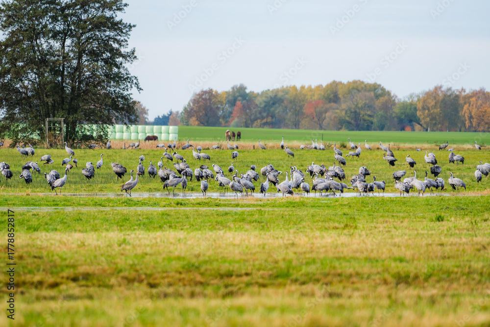 Obraz premium Flock of Cranes Gathering at a Meadow Pond in Warm Morning Light, Mecklenburg-Western Pomerania