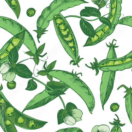 Vector pattern with green pea pods, leaves, flowers, and shoots. A bean pod with visible seeds. Imitation of a color engraving. A useful vegetable crop. The peas are hand-drawn in ink.