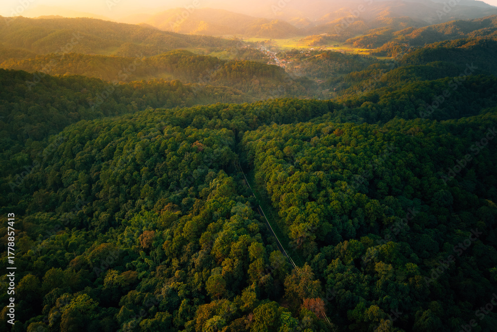 Fototapeta premium Forest road,Green and gold forest with roads through it, transportation and new beginnings