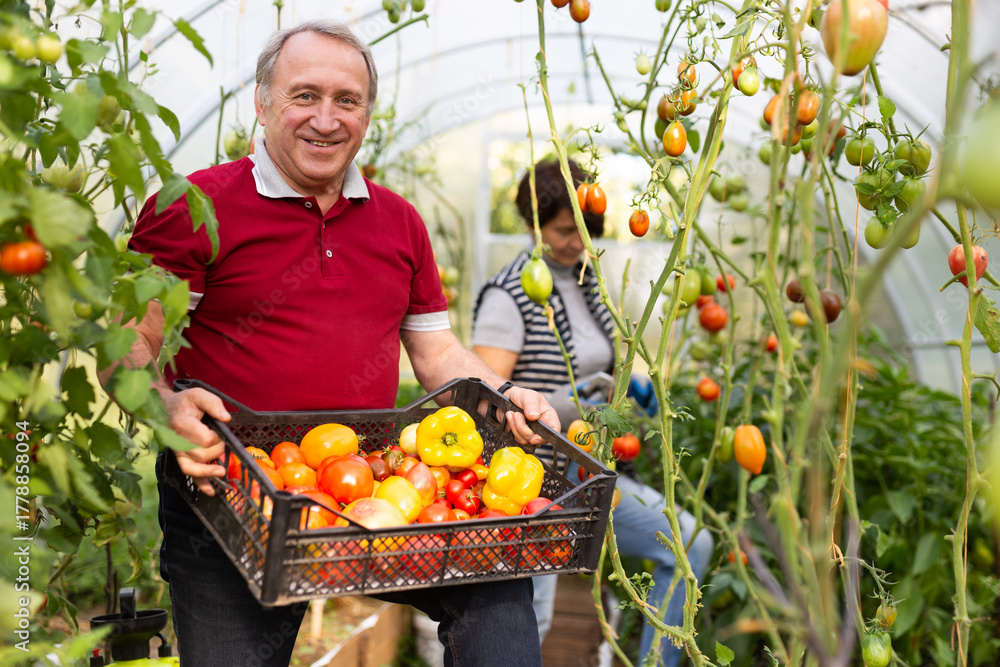 Fototapeta premium Elderly couple harvests ripe tomatoes and bell peppers in greenhouse