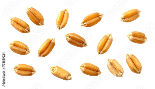 Scattered wheat kernels isolated against a black background