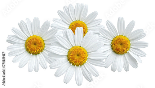 Four daisies blossom with white petals, golden centers
