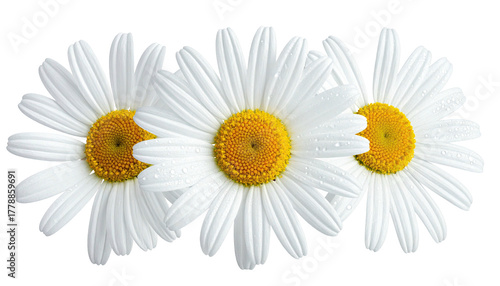 Three daisies lined with bright yellow centers