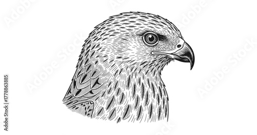 Detailed black and white hawk drawing with intricate feather patterns
