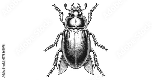 Intricate black and white engraved insect illustration of a beetle
