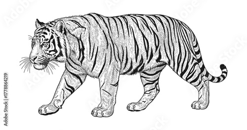 Detailed black and white tiger: intricate ink art of majestic walking big cat with stripes