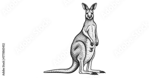 Detailed black and white kangaroo engraving with vintage crosshatch effect