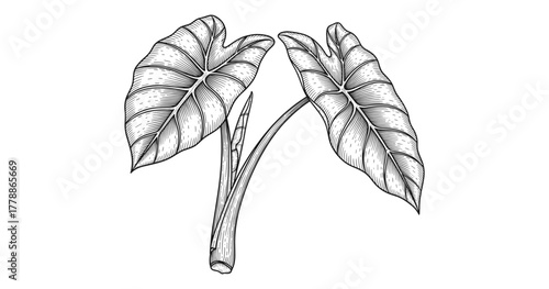 Monstera plant with detailed black and white line art leaves