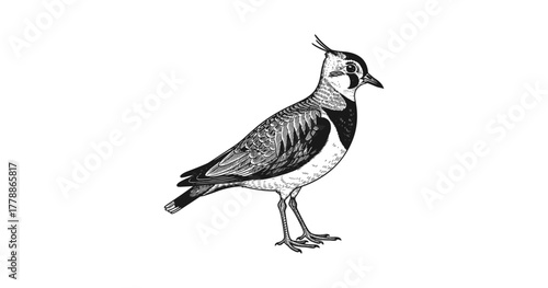 Detailed engraved lapwing bird with distinctive crest and patterned feathers