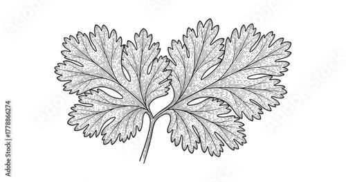 Detailed black and white coriander leaves sketch on white background