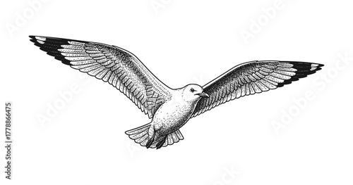 Intricate pen drawing of a seagull in flight with detailed feathers