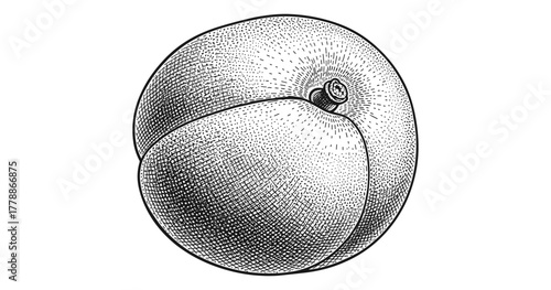 Detailed black and white engraving of a peach