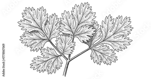 Intricate hand drawn cilantro leaves on white background