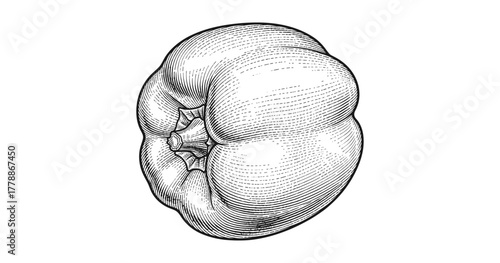 Hand-drawn bell pepper on white background with intricate line detail
