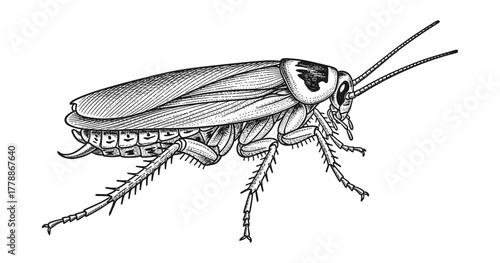 Detailed engraving style cockroach insect on white background