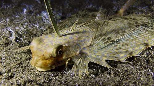 Close-up of a Flying gurnard lying on the seabed at night. The fish has folded its wing-like fins and is opening and closing its mouth.