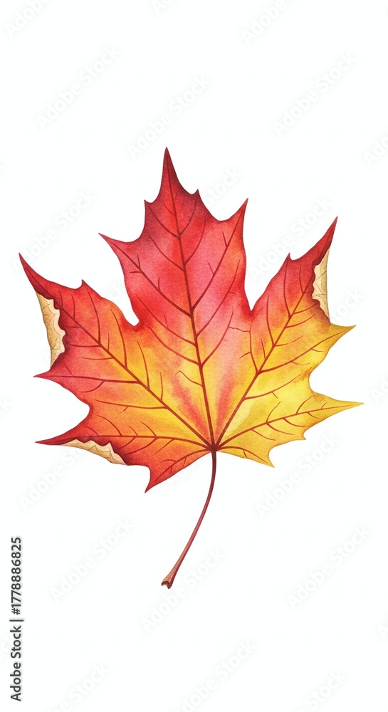 Fototapeta premium Vibrant watercolor maple leaf illustration showcasing autumn colors on a white background