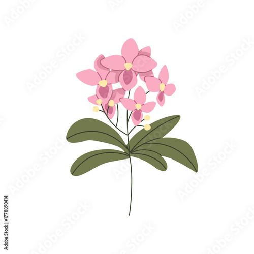 Orchid flower bloom. Spring delicate blossoms and leaf on stem. Tropical flor...