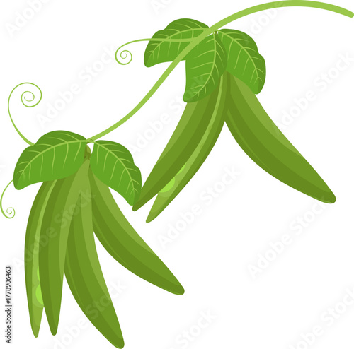Fresh green pea pods on a climbing vine with leaves and tendrils, isolated vector illustration on white background