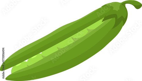 Fresh green pea pod, opened with peas, isolated vector illustration