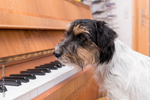 Cute small Jack Russell Terrier dog is sitting at the piano
