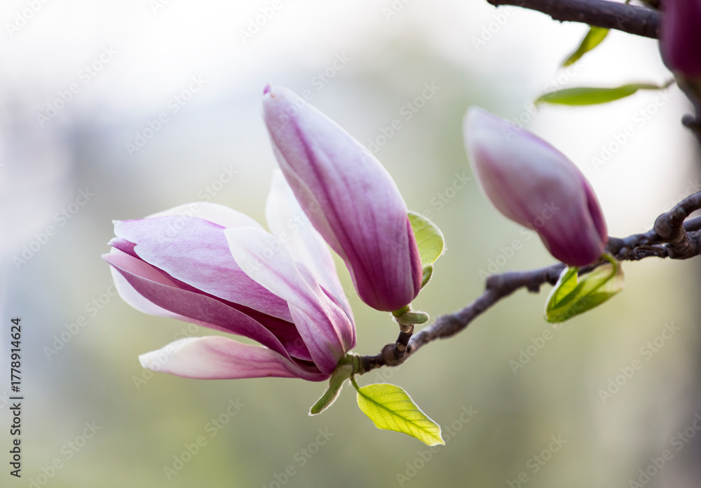 Fototapeta premium Purple Magnolia Blossoms Close Up In Spring