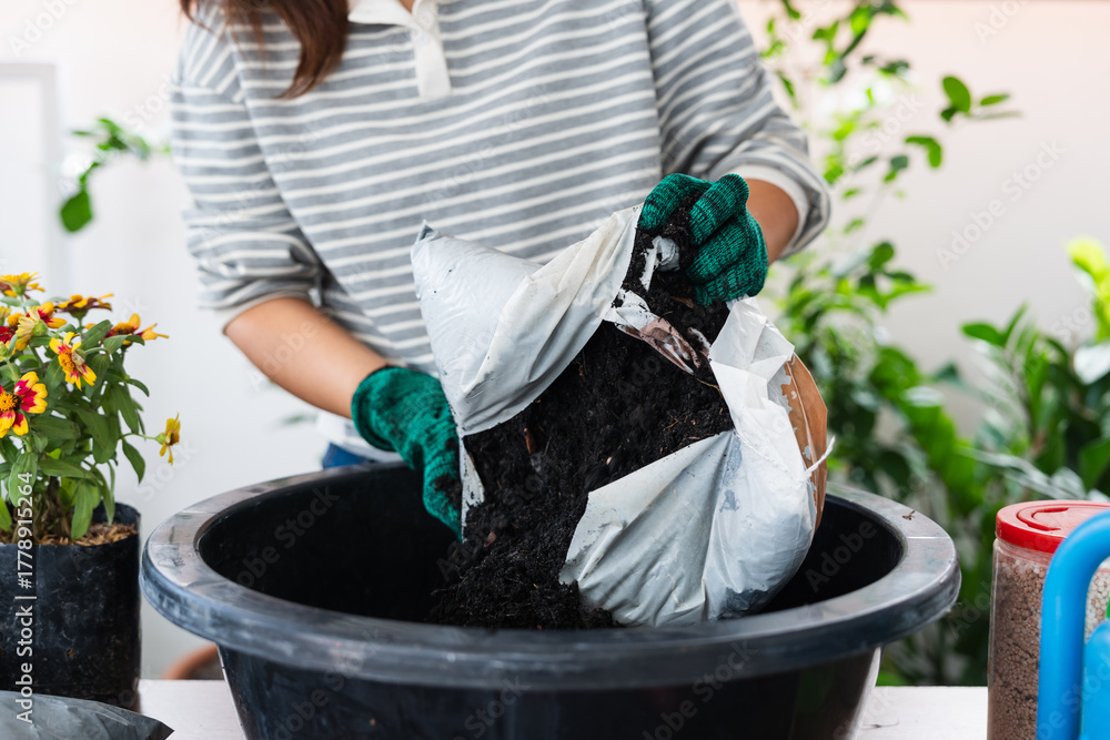 Naklejka premium Asian woman wearing gloves pouring soil into large pot for home gardening creating eco friendly sustainable lifestyle with plants growing indoors and natural living care