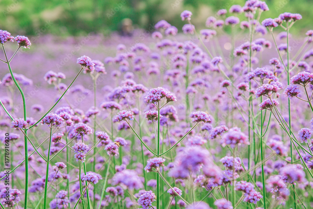 Obraz premium Vibrant Purple Flower Field Landscape Natural Color Palette