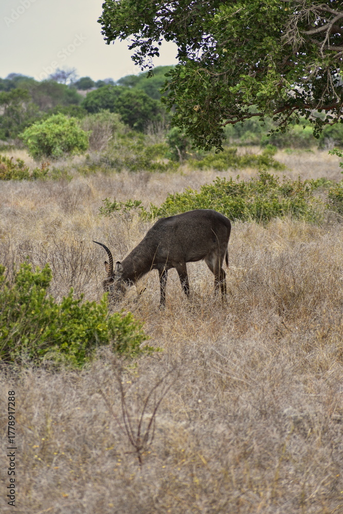 Fototapeta premium waterbuck eating grass in savanna