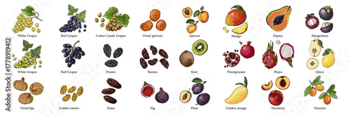 Vector food illustration colorful hand drawn berries, fruits	